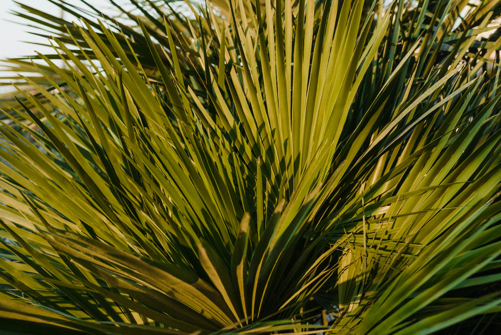 Applicazione di un siero anticaduta con Saw Palmetto sul cuoio capelluto