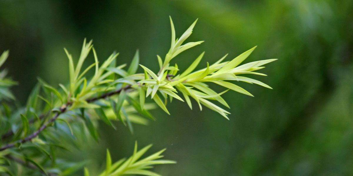 Foglie e olio di tea tree accanto a un trattamento professionale per capelli e cuoio capelluto