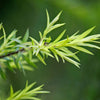 Tea Tree: L’Ingrediente Miracoloso nei Trattamenti per Capelli